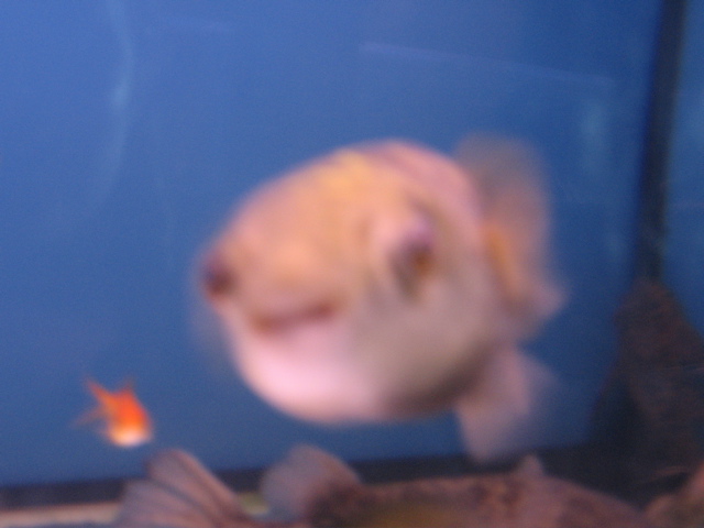 puffer