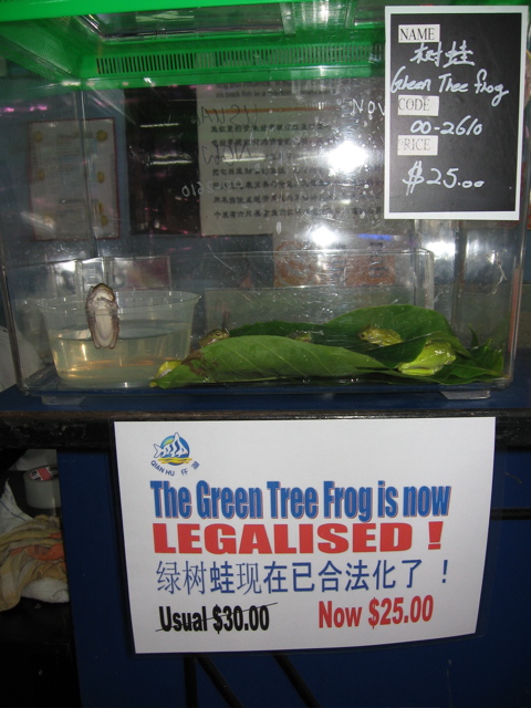 tree frog