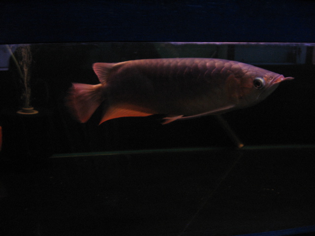 Arowana #1