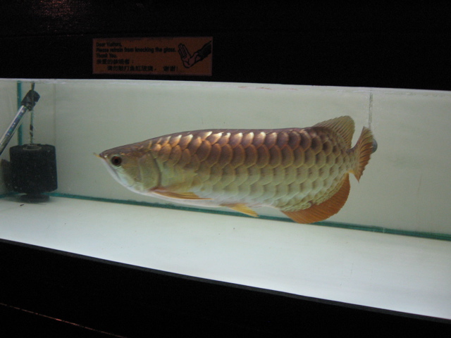 Arowana #2