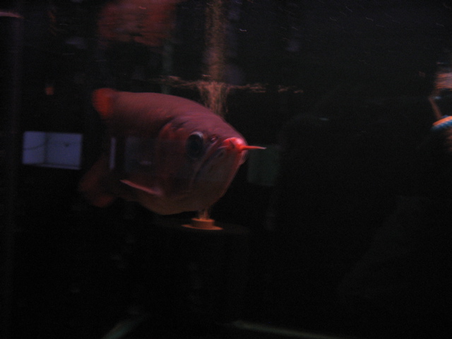 $2000 arowana