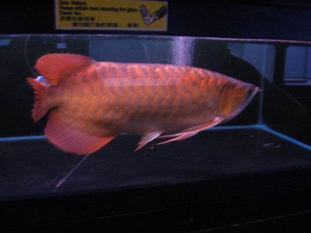 $6000 Arowana again