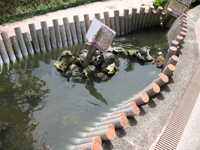 Turtle pond
