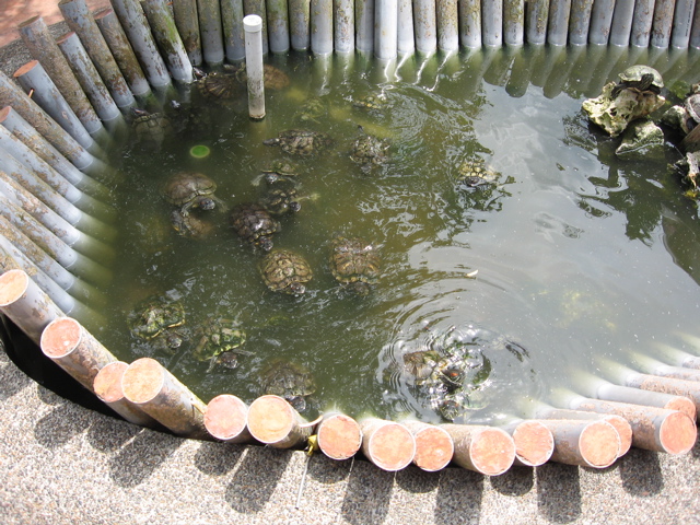 Turtle pond #2