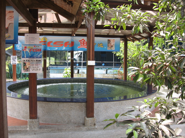 Fish Spa