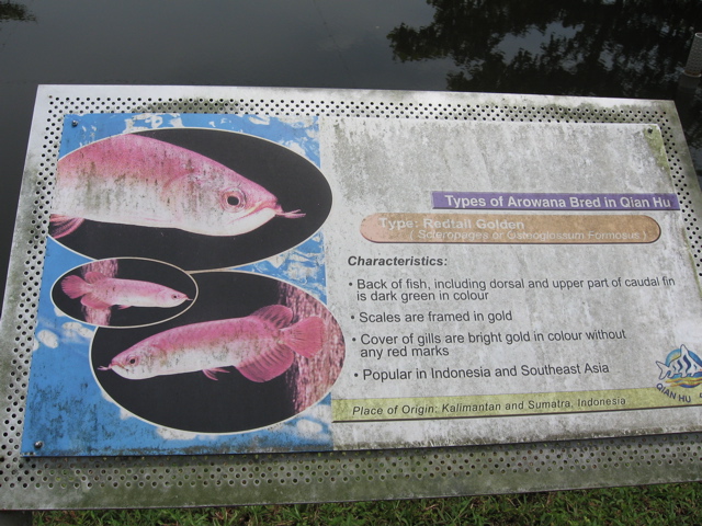 Arowana plaque #2