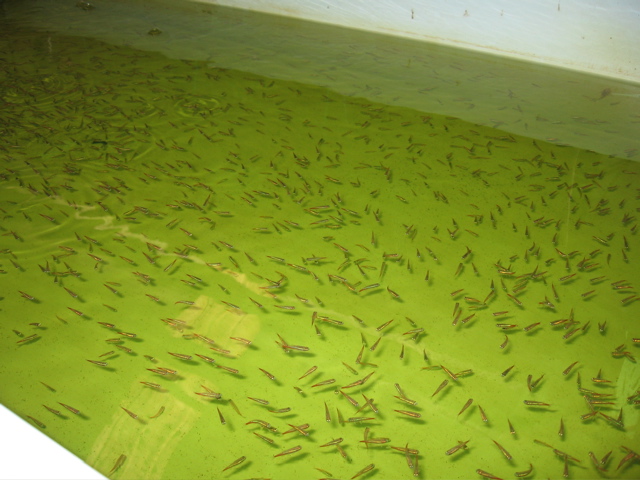 Shipping #5 -- tetras