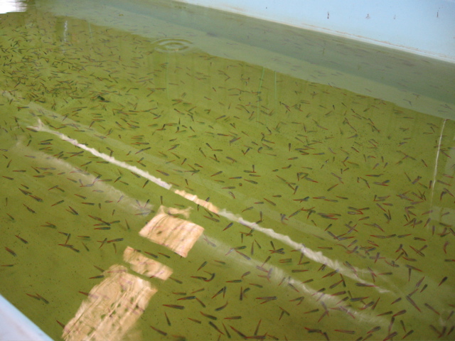Shipping #6 -- more tetras