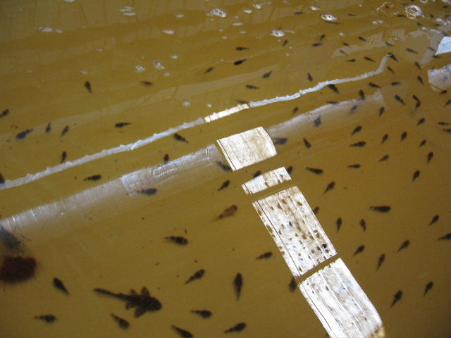 Shipping #7 -- gobies