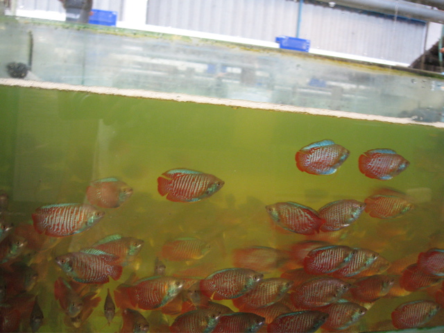 Shipping #12 -- gouramies