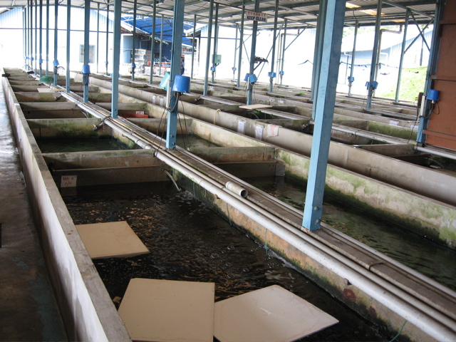 Breeding pens