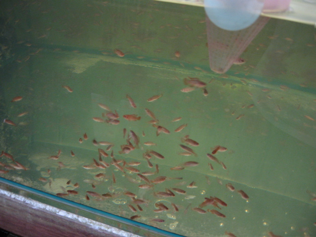 Shipping #15 -- dario dario