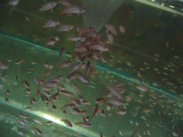 Shipping #16 -- dario dario