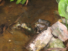 Bullfrogs
