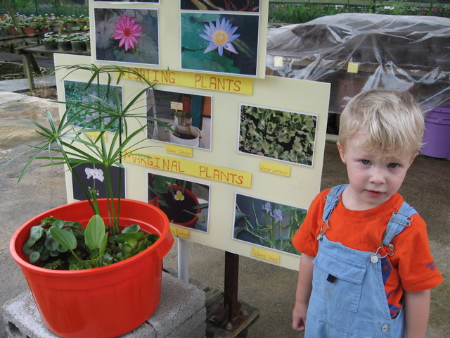 Lilly nursery 4