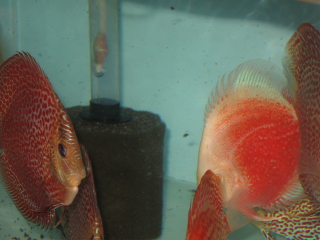 Discus 2