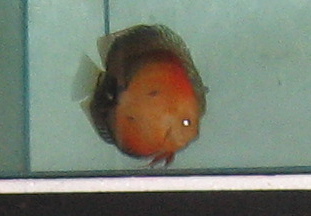 Baby discus