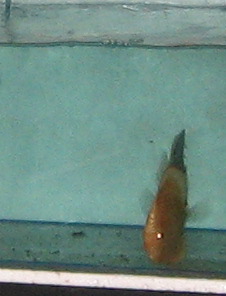 Baby discus 2