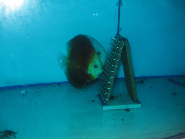 Discus breeding tank