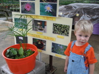 Lilly nursery 4