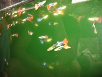 Guppy Galaxy 6