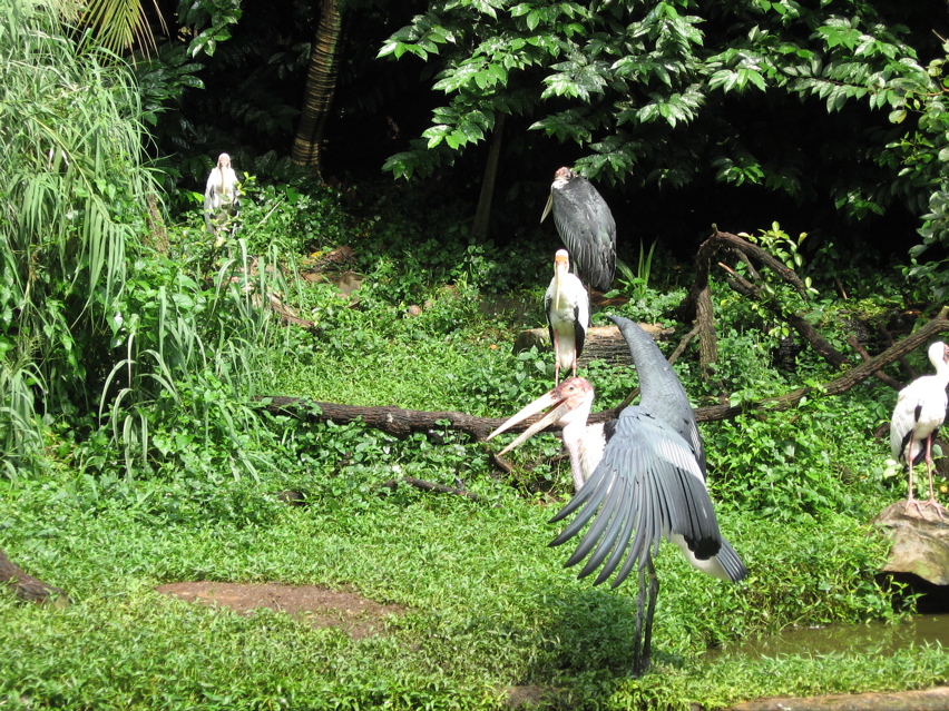 Storks