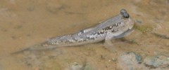 Who's the greatest mudskipper of them all?