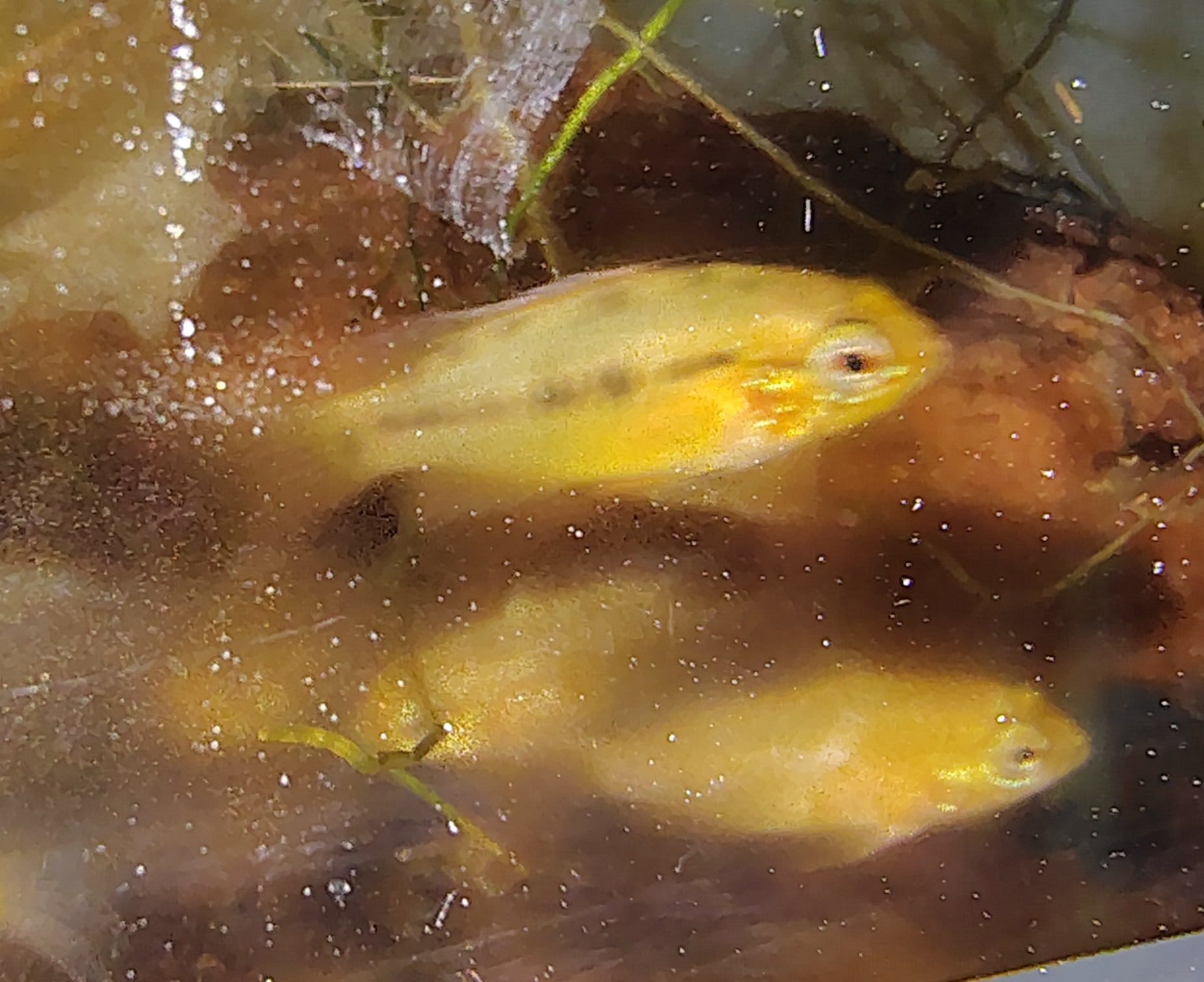Apistogramma macmasteri