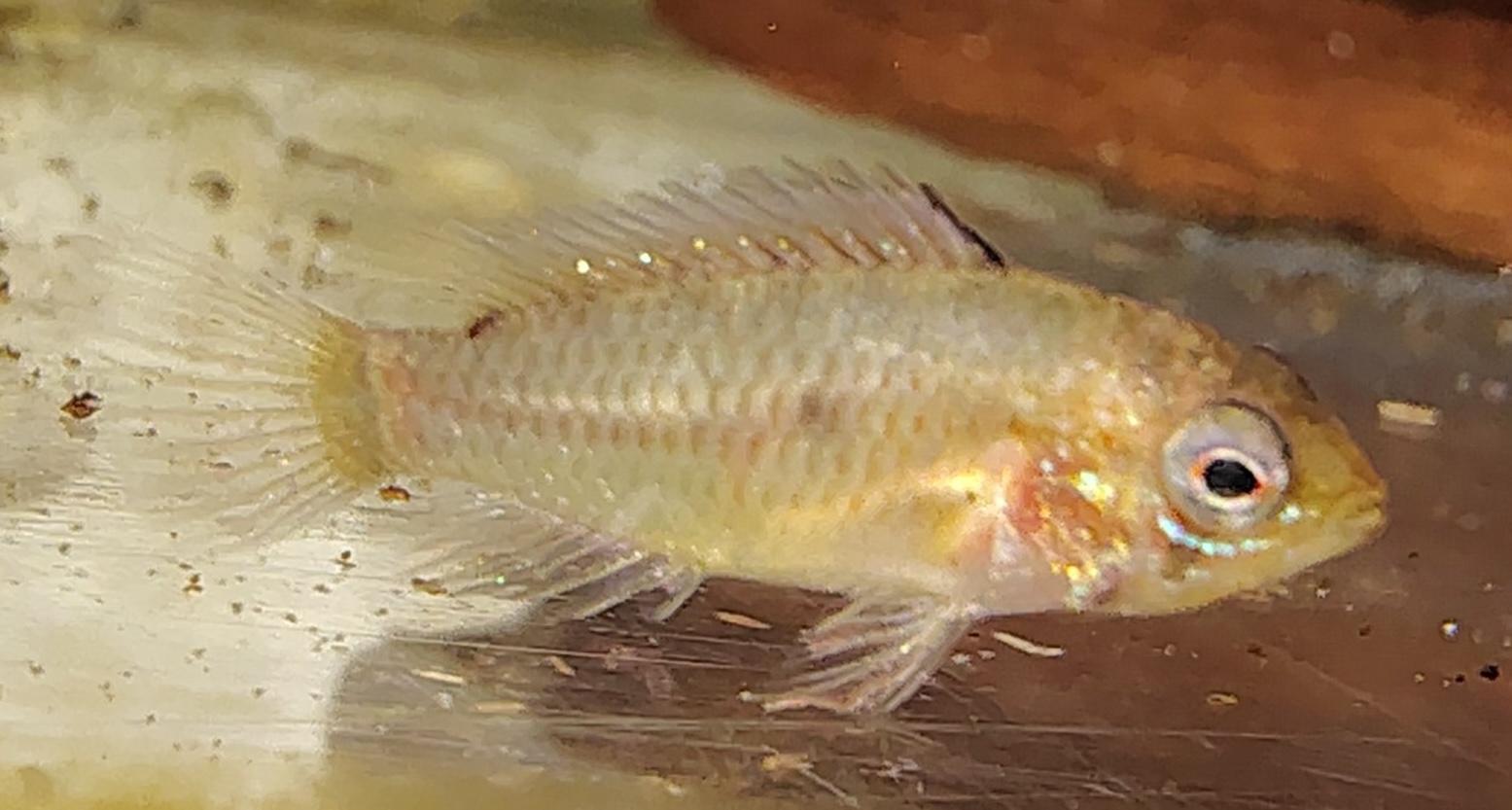 Apistogramma macmasteri