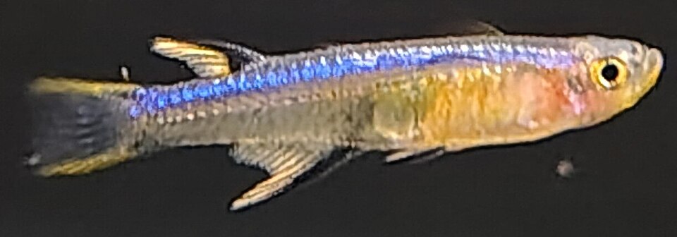 Neon blue-eye (brackish)