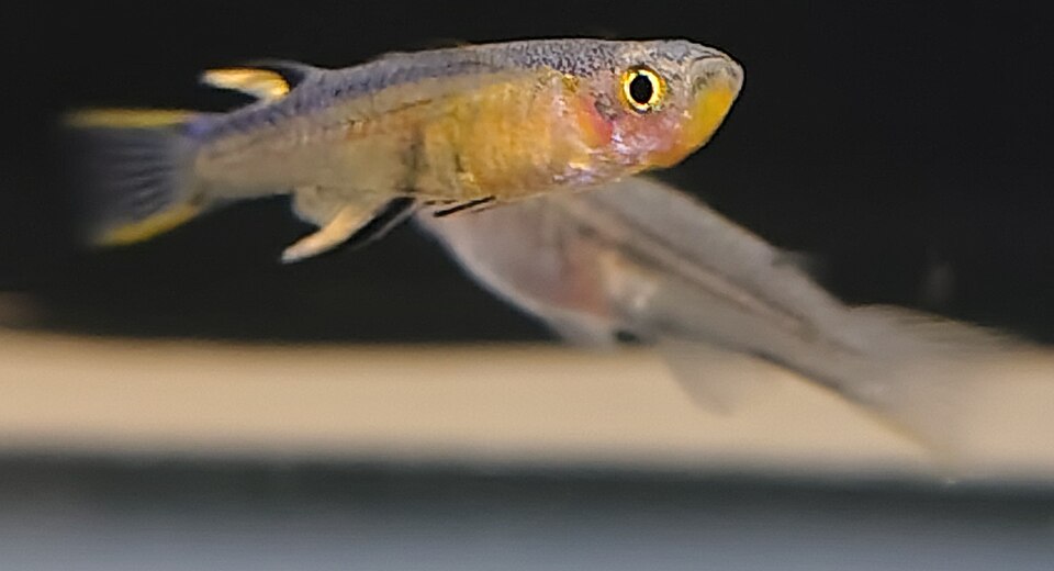 Male and female parent
