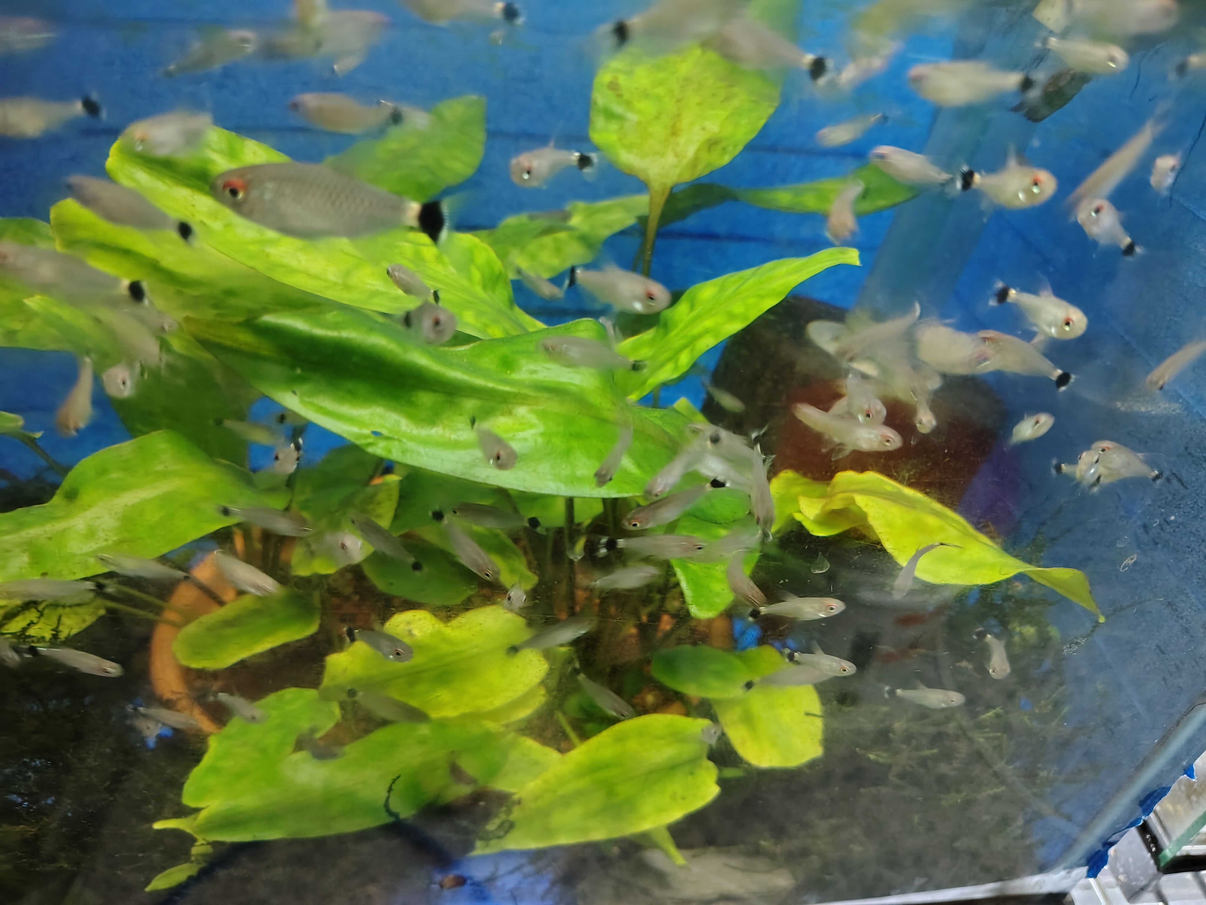 redeye tetra (Bario sanctaefilomenae)