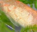 Orange eggs