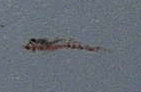 20070616_171715681.png