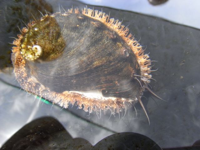 Right-side up abalone