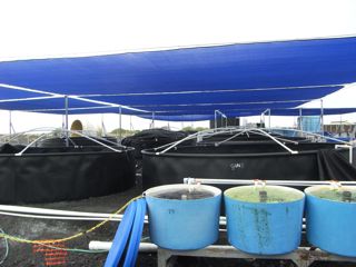 Random big outdoor seahorse tanks - 1