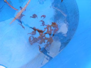 Random big outdoor seahorse tanks - 2