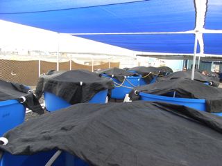 Random big outdoor seahorse tanks - 3