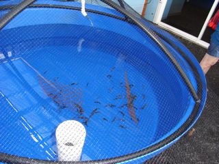 Random big outdoor seahorse tanks - 4