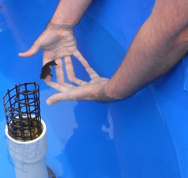 seahorse on my finger