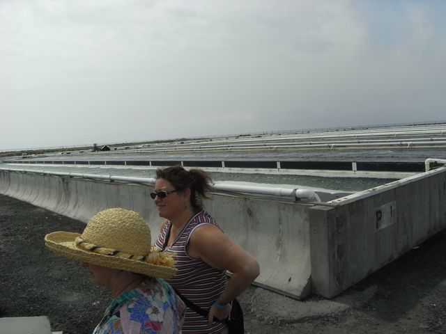 Algae growing troughs