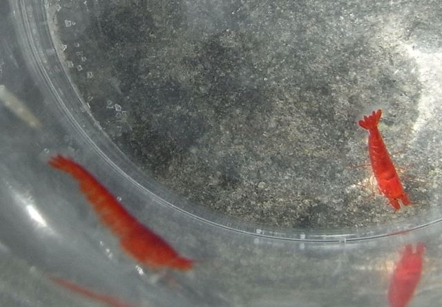 Opae Ula aka Halocaridina