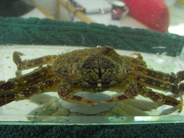 crabby1.jpg