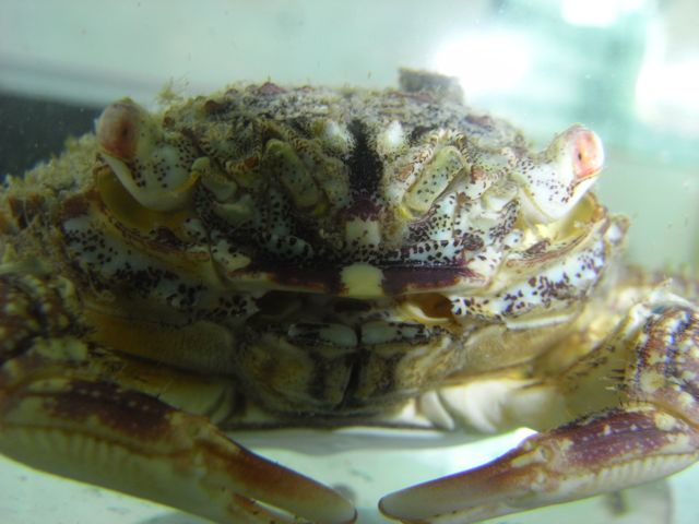 crabby2.jpg