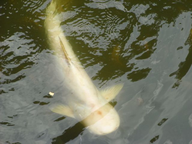 corpsefish1.jpg