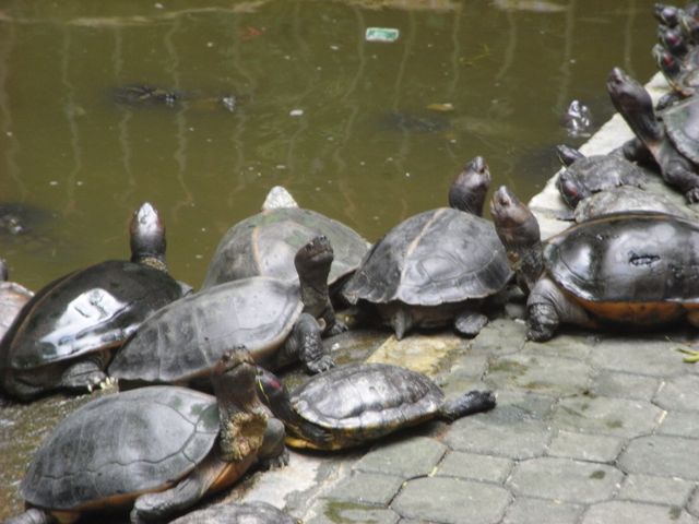 turtles1.jpg