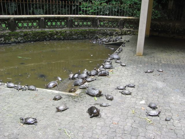 turtles2.jpg