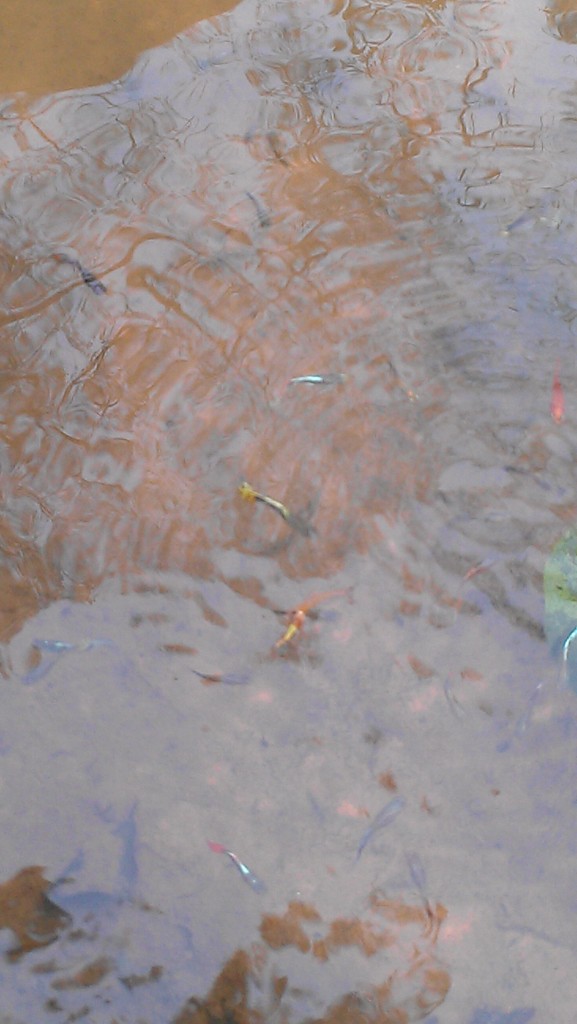 SingaporeFoliageGarden1