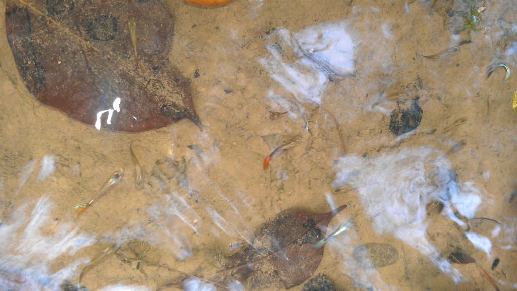 SingaporeFoliageGarden2