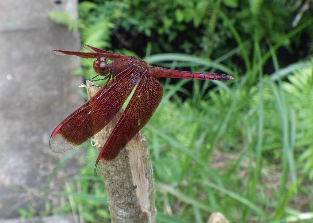 dragonfly1
